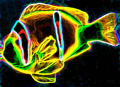 NEON CLOWNFISH 